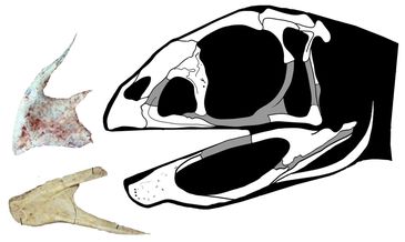 Museu Nacional anuncia descoberta de dinossauro muito raro

Berthasaura leopoldinae representa um dos esqueletos mais completos desses répteis descobertos no Brasil