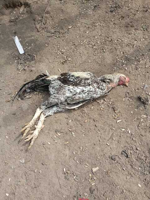 WhatsApp Image 2026-06-18 at 15.33